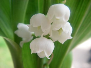 Muguet-Citedestelecoms